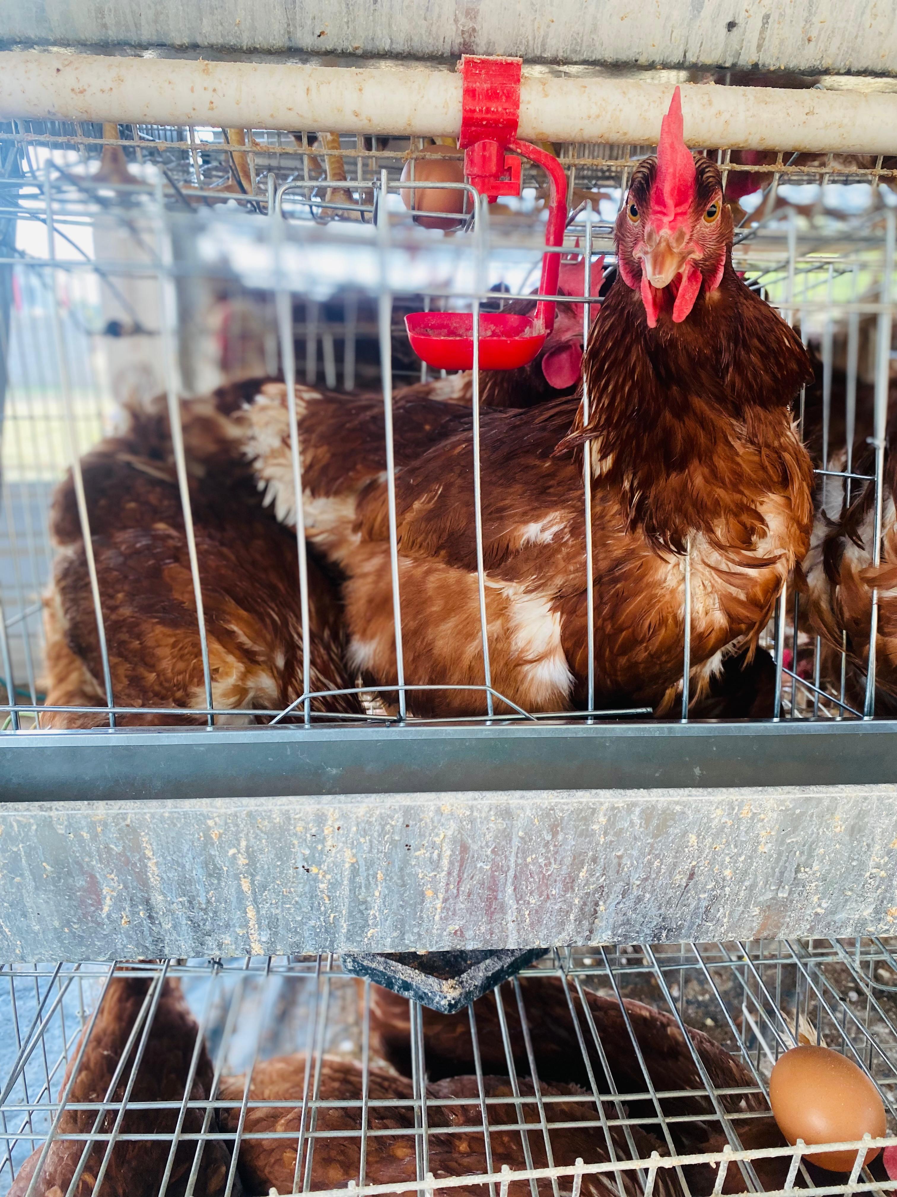 Clean and spacious chicken coop
